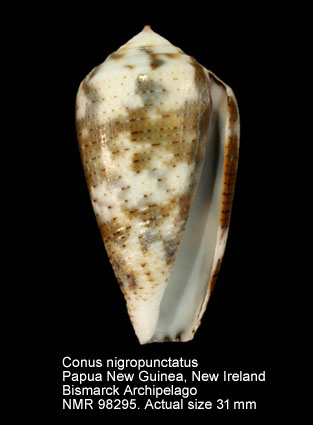Conus nigropunctatus (9).jpg - Conus nigropunctatus G.B.Sowerby,1858